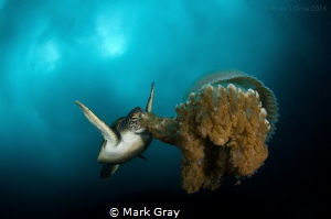 Green Turtle eating a jellyfish by Mark Gray 